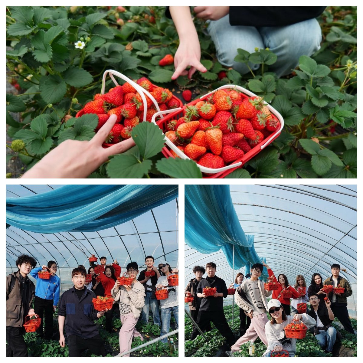 Spring Outing Recap: Strawberry Picking Builds a Sweeter Team